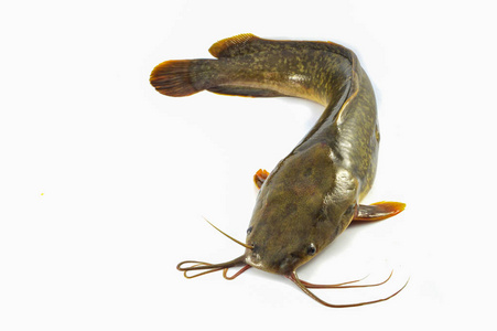 鲶鱼分离/鲜生鲶鱼分离在白色背景鱼淡水近缘鲶鱼上照片