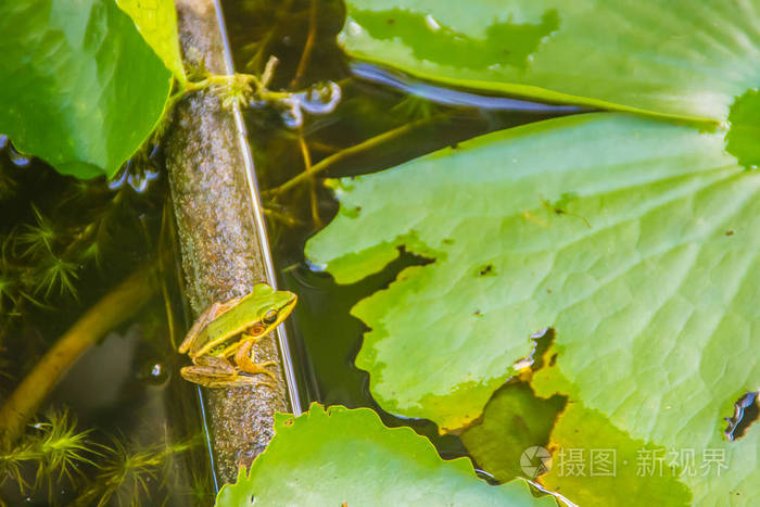 池塘里荷叶上的一只可爱的绿色青蛙广东蛙hylaranamacdactyla又称广东