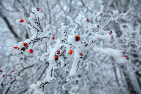 冬天的自然细节红色浆果覆盖雪