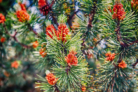 针枞波兰克拉科夫枞树上的松树锥和针叶照片