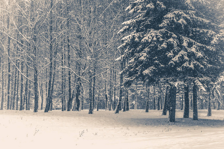 旧的复古照片。树松树云杉在神奇的森林冬天的天。雪森林