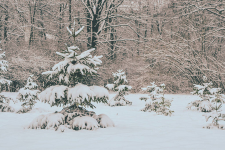 树松树云杉在神奇的森林冬天的天。雪森林