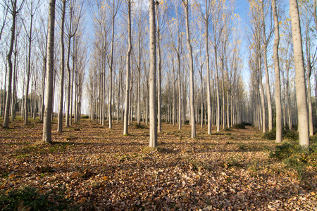 西班牙秋季的森林