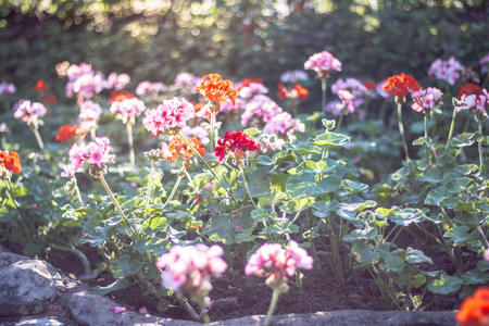 花园里美丽的花朵背景照片自然照片