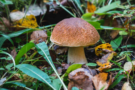牛肝菌秋天在森林里。蘑菇在叶子