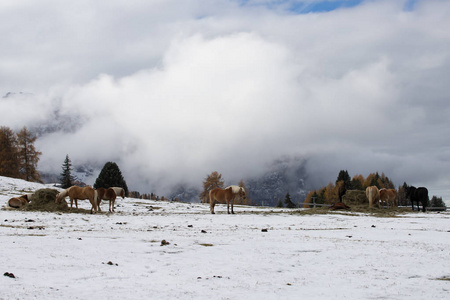 马在冬天的草地和雪伦雪利山峰的背景。 白云石阿尔卑斯山采气器ALMAlpeDiSiusi南蒂罗尔意大利。