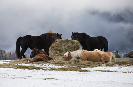 马在冬天的草地和雪伦雪利山峰的背景。 白云石阿尔卑斯山采气器ALMAlpeDiSiusi南蒂罗尔意大利。