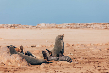 纳米比亚野生动物科罗斯角殖民地棕色毛皮海豹宝宝