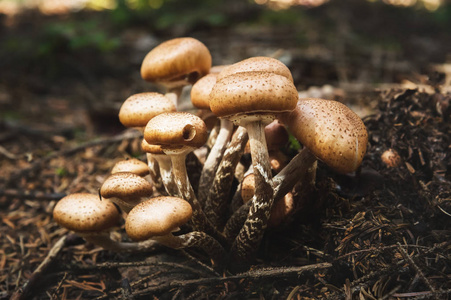 在针叶林中伞蜂蜜的食用蘑菇。自然环境中的蘑菇群