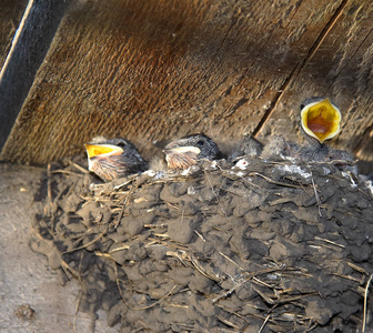 饥肠辘辘的雏鸟在巢中求吃图片