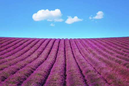 薰衣草花盛开的芳香田野成排。瓦莱索高原，普罗旺斯，法国，欧洲。