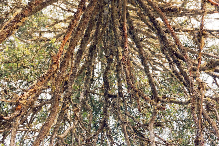 长满了松树枝树枝上浓密的灌木