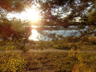 江岸秋日的霞光中的松林图片