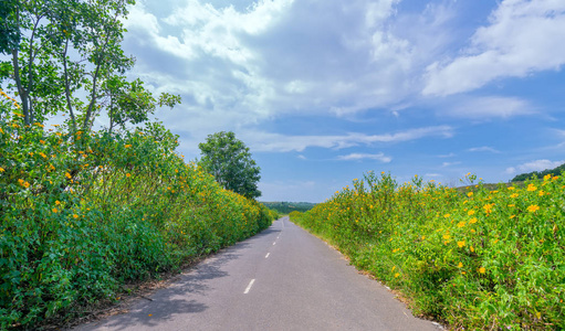 这条美丽的道路，在盛开的金色道路的两侧有着狂野的阳光，因为欢迎吸引了人们想要穿过这个田园诗般的高原。