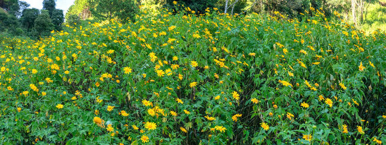 美丽的黄色野花在山坡上开花。 这是他们的花朵生长的野生雏菊，但当转换到冬季天气在高地