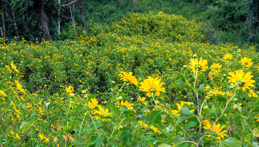 美丽的黄色野花在山坡上开花。 这是他们的花朵生长的野生雏菊，但当转换到冬季天气在高地