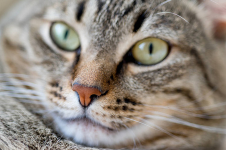 一个可爱的猫特写镜头在家里的肖像