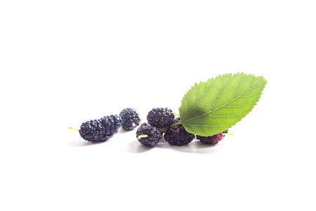 黑色和白色桑一堆新鲜的,甜的,黑色的桑果和绿叶的桑树照片