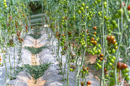 成熟的番茄在温室里准备采摘。 它们是生长在越南达拉特寒冷国家的日本番茄品种。 这是一种营养食品，维生素对人体健康有好处