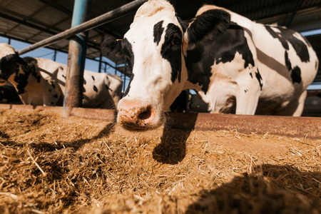棕色和白色的母牛在农场的钢笔里吃干草