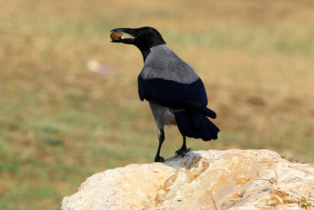灰色乌鸦坐在石头上啄坚果