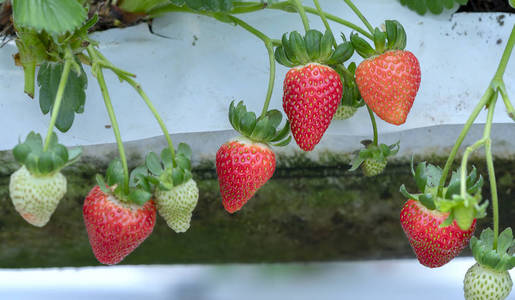 花园里的架子上放着红色成熟的草莓。 这种水果富含维生素C和有益于人体健康的矿物质
