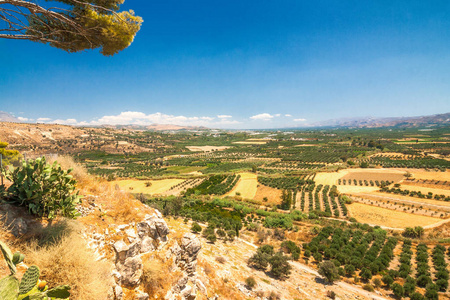 刺梨前景与橄榄树克里特希腊欧洲。