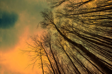 夜晚森林中美丽的一部分,有月亮照片