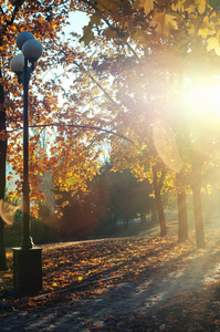 清晨公园里的秋景黄树