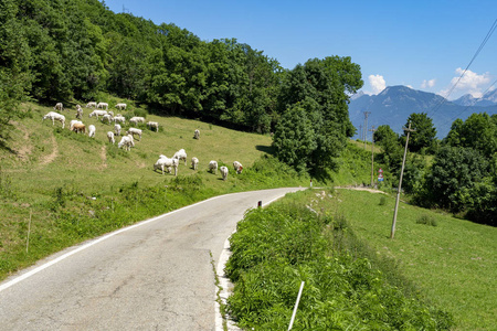 奶牛在牧场沿着道路到科勒福尼耶拉库尼奥皮德蒙特意大利夏季。