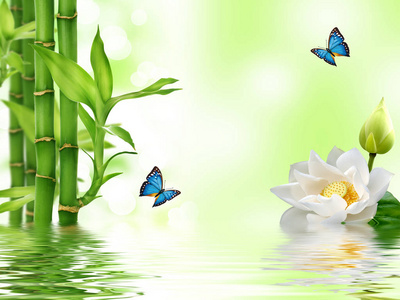 青竹白睡莲蓝蝴蝶在水中倒影照片