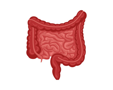 健康肠道内部人体器官插图