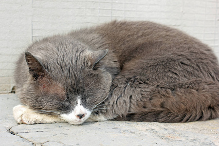 街上的灰猫图片