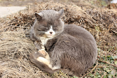 街上的灰猫