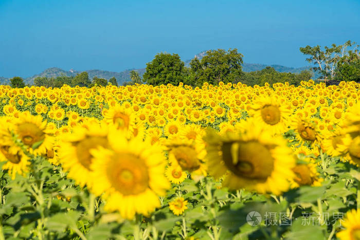美丽的风景盛开的向日葵田野在多云的蓝天和明亮的阳光下泰国