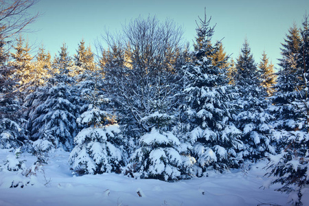 冬季景观与雪覆盖的冷杉