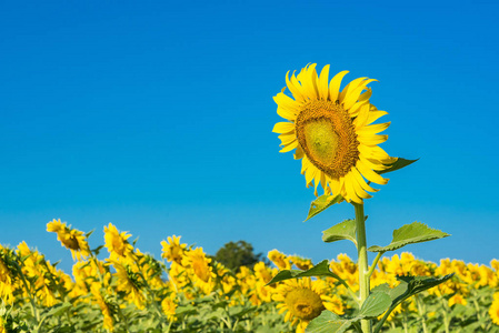 美丽的风景,盛开的向日葵田野,在多云的蓝天和明亮的阳光下.泰国照片
