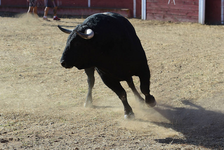 西班牙的黑牛