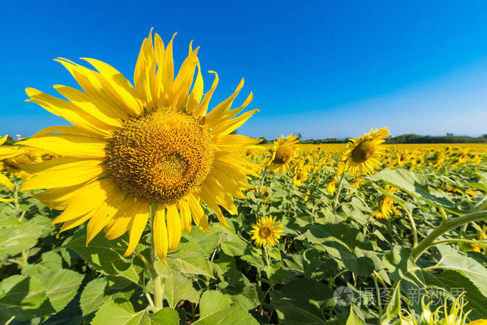 美丽的风景,盛开的向日葵田野,在多云的蓝天和明亮的阳光下.泰国