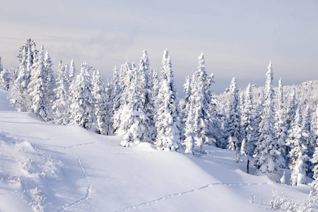 全景风景，从山顶景观，冬季山谷，白雪覆盖的山峰，山脉和树木山。 瑞士阿尔普斯Krasnay a Polyana SoChi Sh