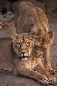 两个母狮女朋友。 母狮是一种强壮而美丽的动物，表现出情感。