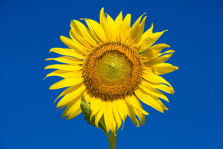 美丽的风景,盛开的向日葵田野,在多云的蓝天和明亮的阳光下.泰国照片