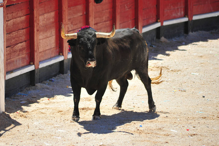 西班牙的公牛在斗牛中奔跑