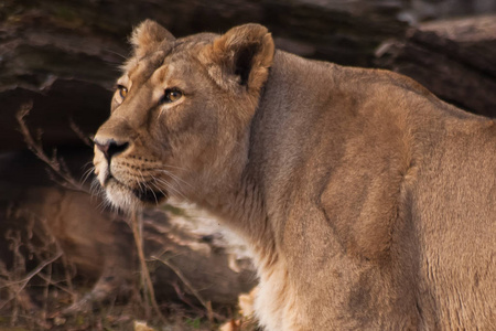 s head自然背景下的 liger 形象两个母狮女朋友发誓母狮是一种强壮