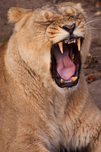 母狮在打哈欠嘴和红舌。母狮