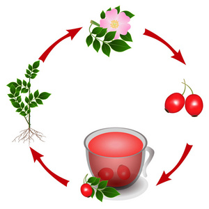 从植物的周期上升臀部到一杯茶从浆果。
