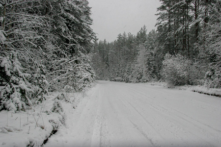 美丽的森林景观在寒冷的冬日，树木覆盖着雪。 拉脱维亚森林里的降雪。 布满雪的乡村道路。 森林里的冬天。