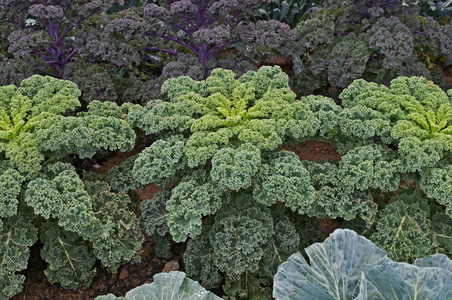 Green Curley Kale39