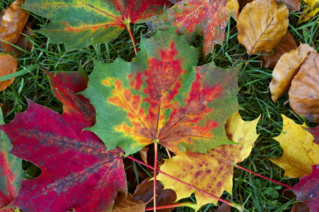 梧桐树的落叶中满是秋色图片