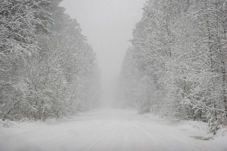 美丽的森林景观在寒冷的冬日，树木覆盖着雪。 拉脱维亚森林里的降雪。 布满雪的乡村道路。 森林里的冬天。